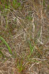 Bog yelloweyed grass